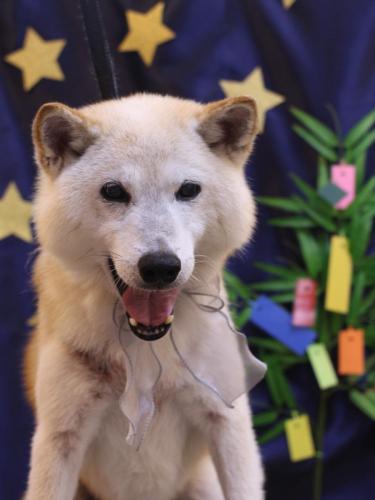 20230714シバタくん